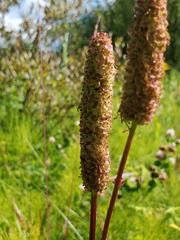Sanguisorba