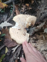 Cerioporus squamosus