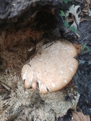 Cerioporus squamosus