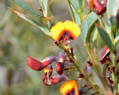 Daviesia nudiflora