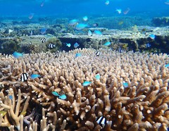 Chromis atripectoralis