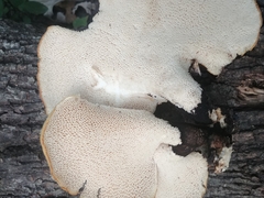 Cerioporus squamosus