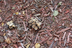 Coprinopsis