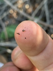 Pyrgulopsis deserta