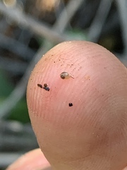 Pyrgulopsis deserta