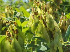 Astragalus americanus