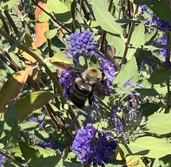 Xylocopa virginica
