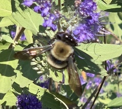 Xylocopa virginica