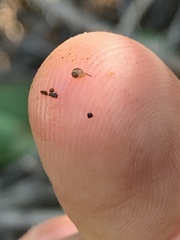 Pyrgulopsis deserta