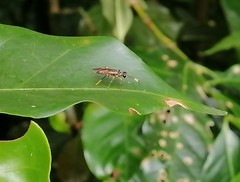 Stromboceridea culta