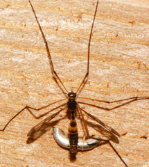 Ptychoptera quadrifasciata