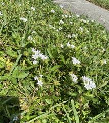 Richardia grandiflora