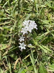 Richardia grandiflora