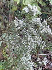 Eupatorium