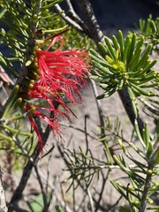Melaleuca gracilis
