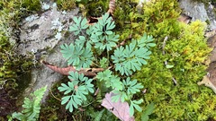 Capnoides sempervirens