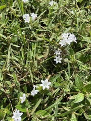 Richardia grandiflora