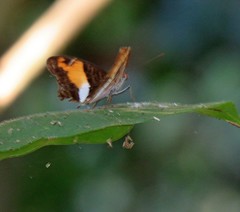 Adelpha cocala