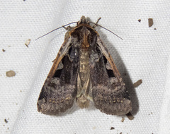 Parabagrotis exsertistigma