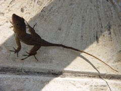 Anolis hispaniolae