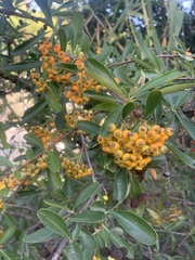 Pyracantha coccinea