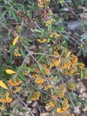 Pyracantha coccinea