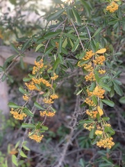 Pyracantha coccinea