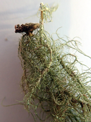 Usnea subeciliata
