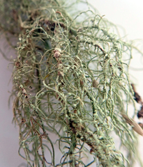 Usnea subeciliata