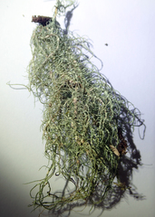 Usnea subeciliata