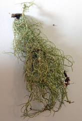 Usnea subeciliata