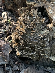 Trametes