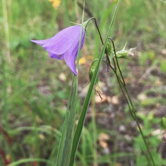 Campanula rotundifolia