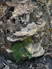 Trametes