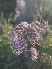 Magnoliopsida