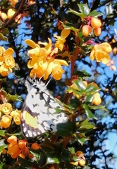 Eroessa chiliensis