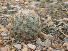 Echinomastus unguispinus