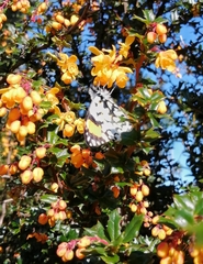 Eroessa chiliensis