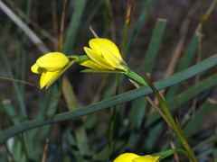Diuris chryseopsis
