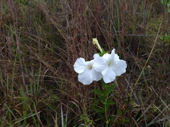 Escobedia grandiflora