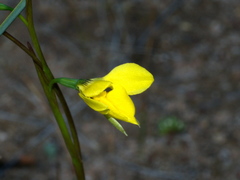 Diuris chryseopsis
