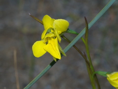 Diuris chryseopsis