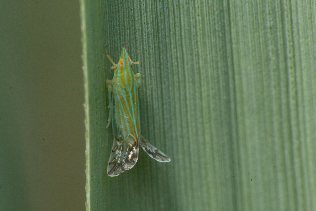 Pseudomacrocorupha wagneri