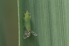 Pseudomacrocorupha wagneri