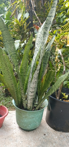 Sansevieria 'Cleopatra' 2