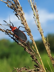Rhiginia cinctiventris
