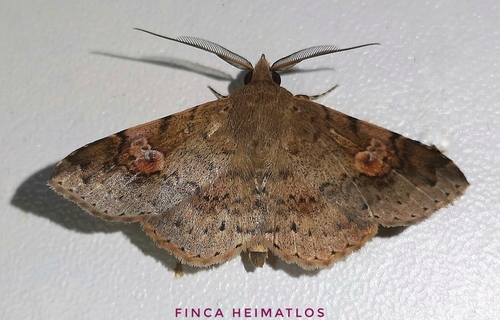 Orsa erythrospila