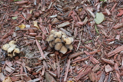 Coprinopsis