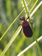 Rhiginia cinctiventris