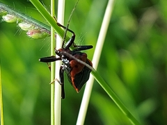 Rhiginia cinctiventris